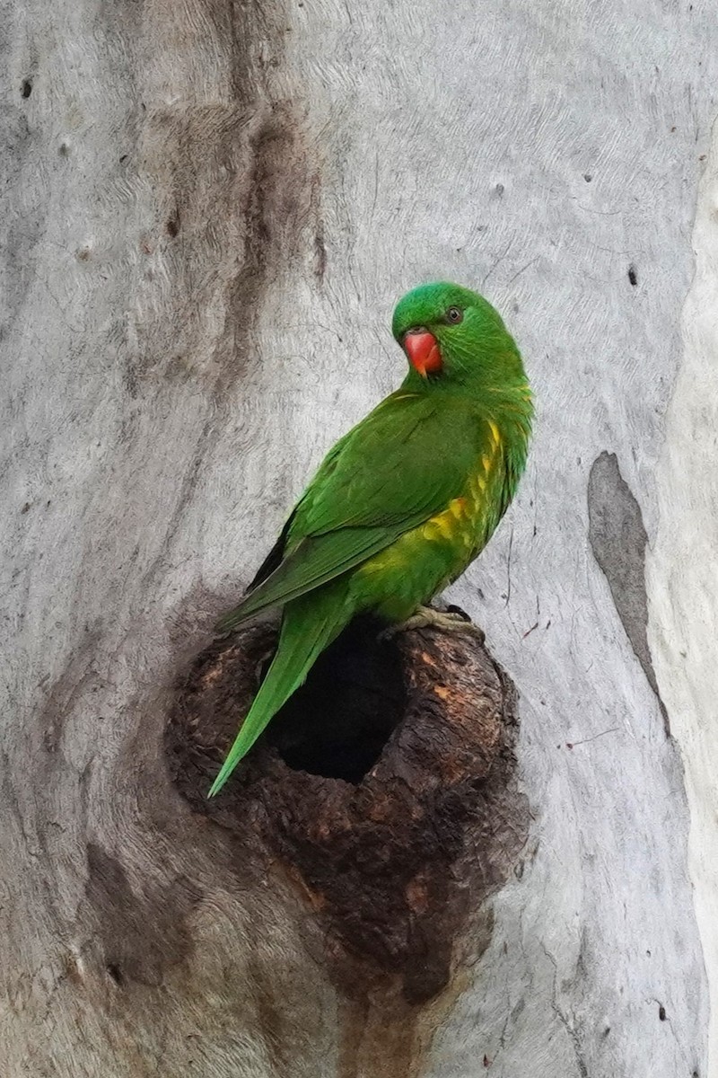 Scaly-breasted Lorikeet - ML620201820