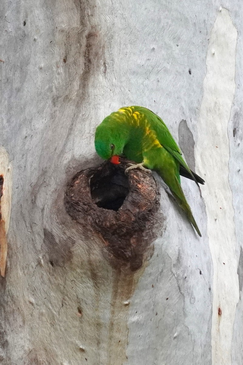 Scaly-breasted Lorikeet - ML620201821