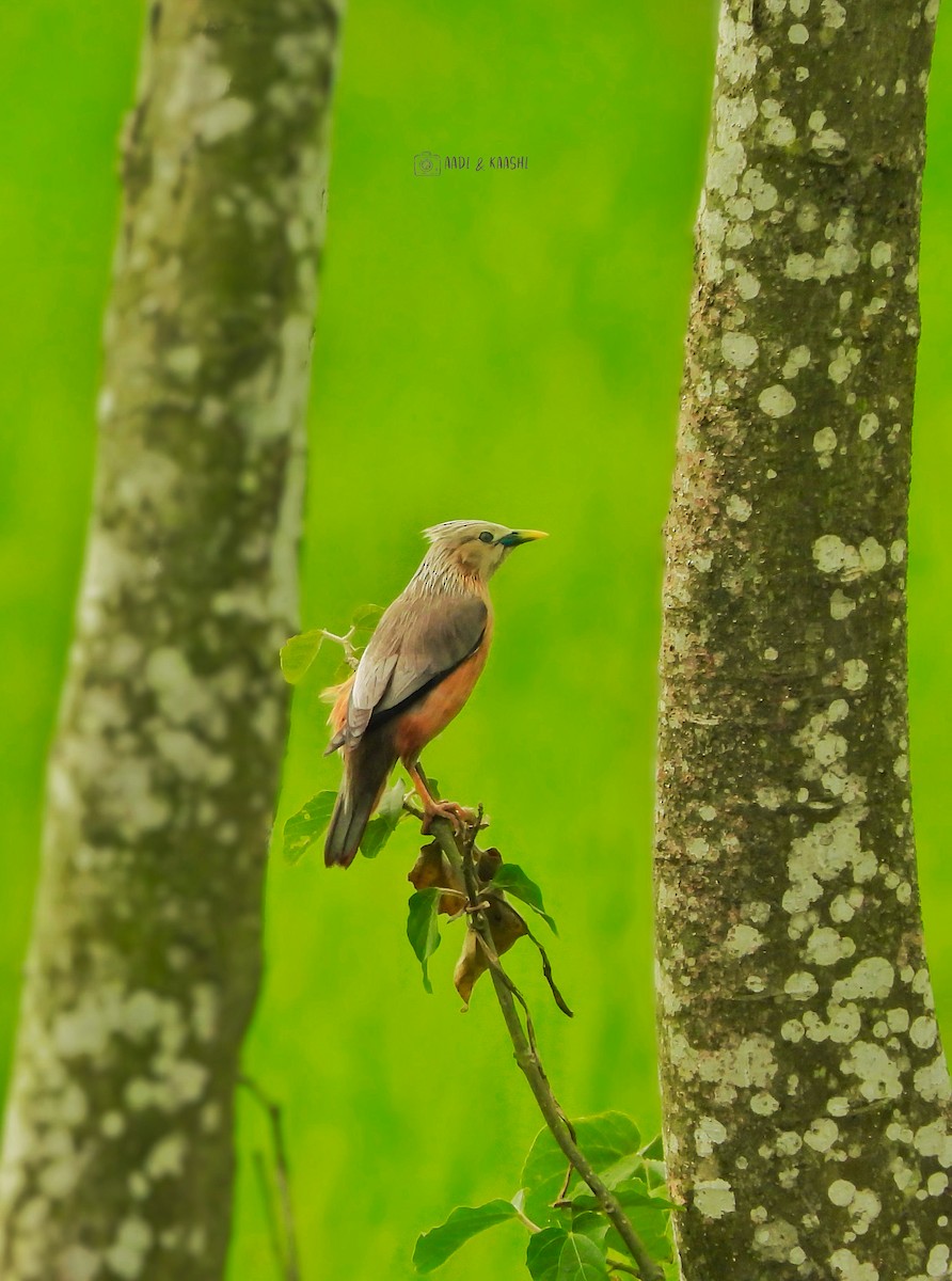 Chestnut-tailed Starling - ML620201822