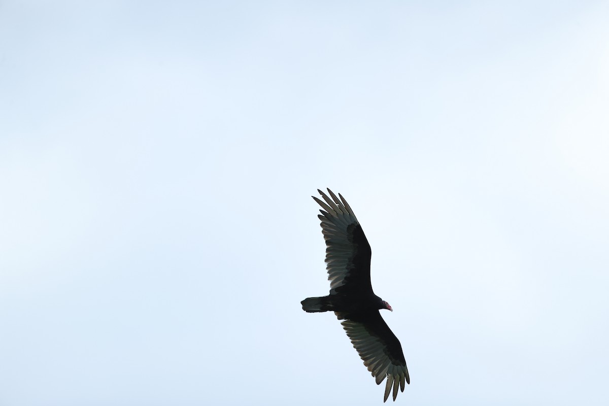 Turkey Vulture - ML620201826