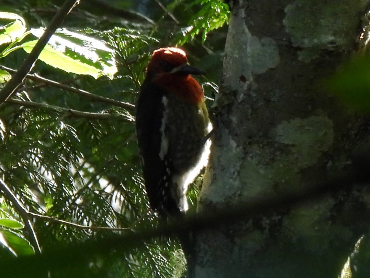 Pic à poitrine rouge - ML620201828