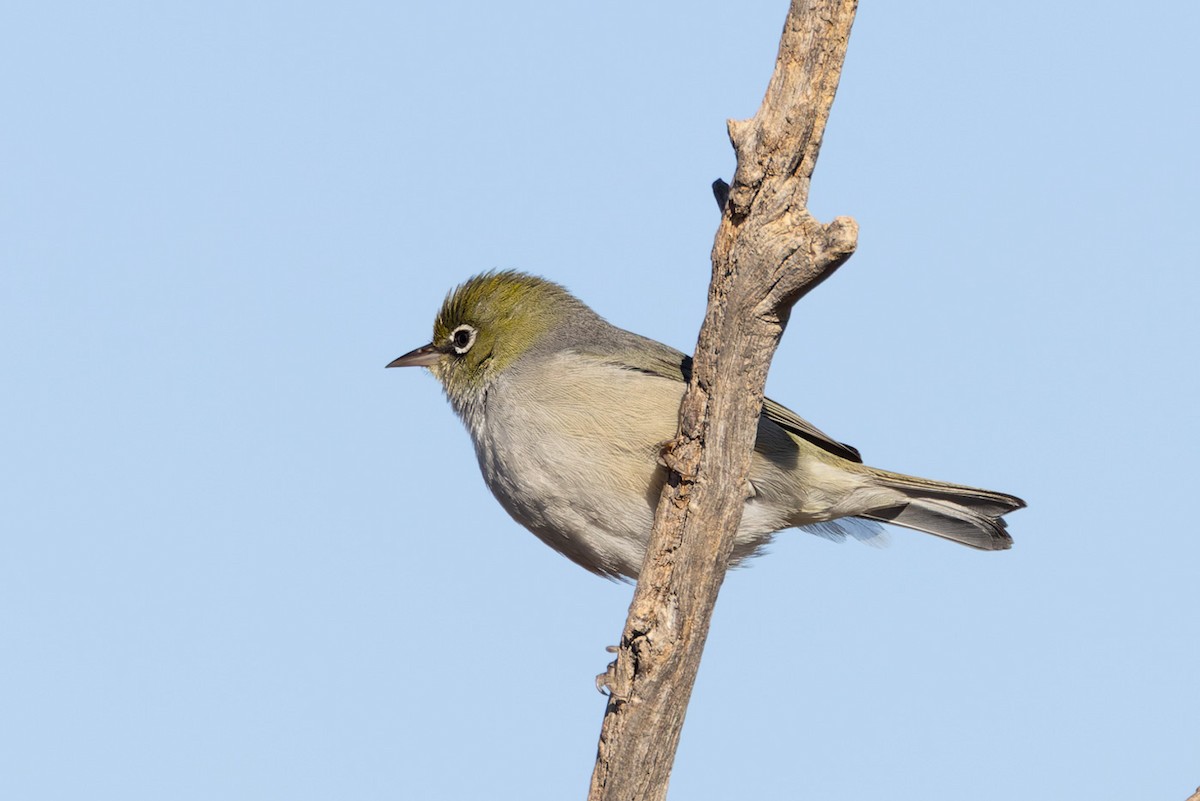 Silvereye - ML620201829