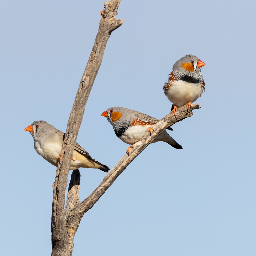 Zebra Finch (Australian) - ML620201835