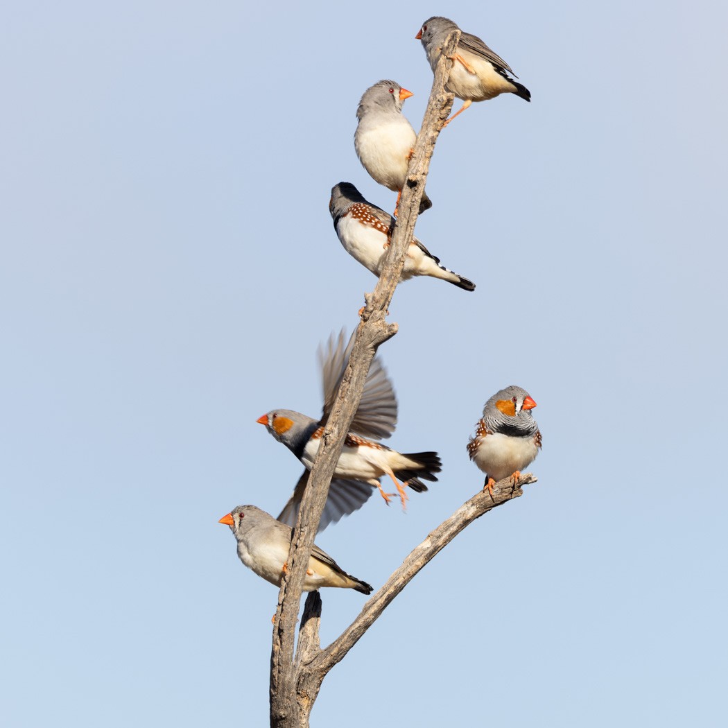 Zebra Finch (Australian) - ML620201836