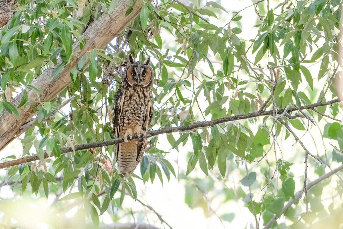 Long-eared Owl - ML620201848