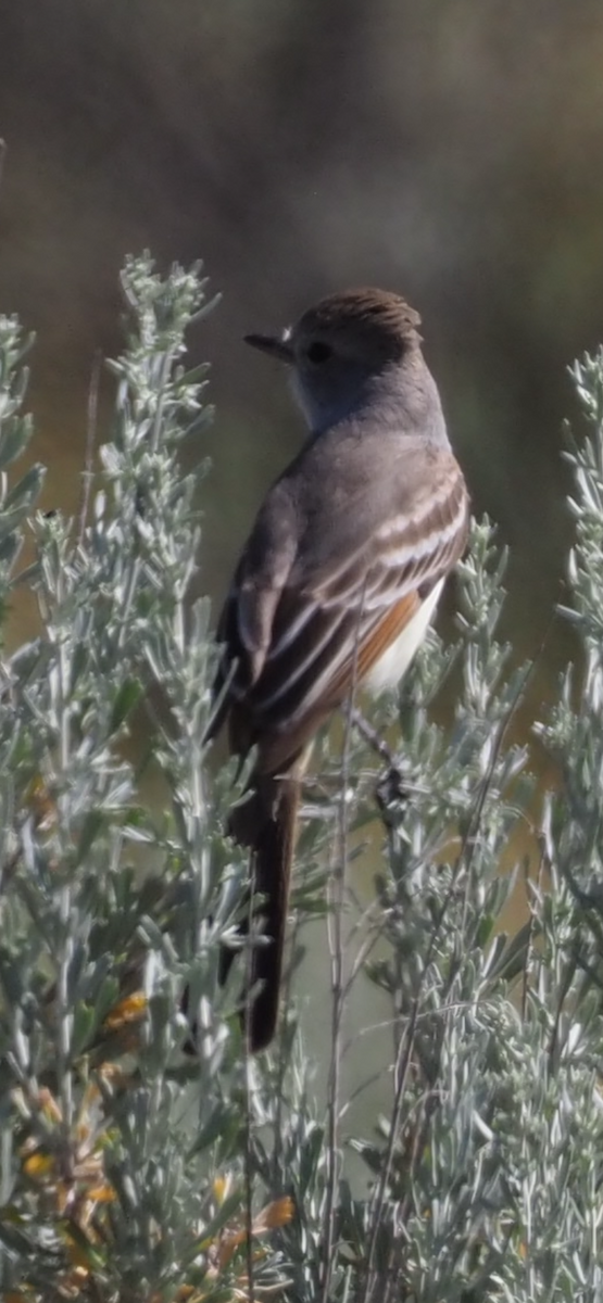 Ash-throated Flycatcher - ML620201851