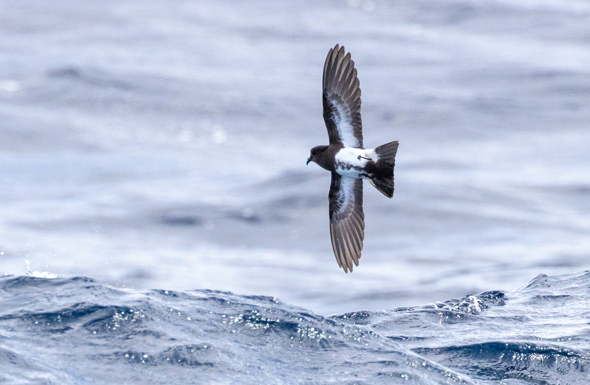 Black-bellied Storm-Petrel - ML620201853