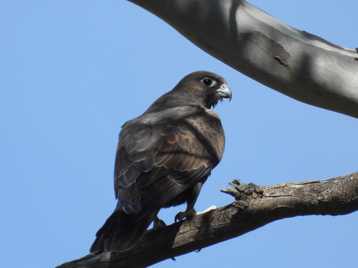 Black Falcon - ML620201863