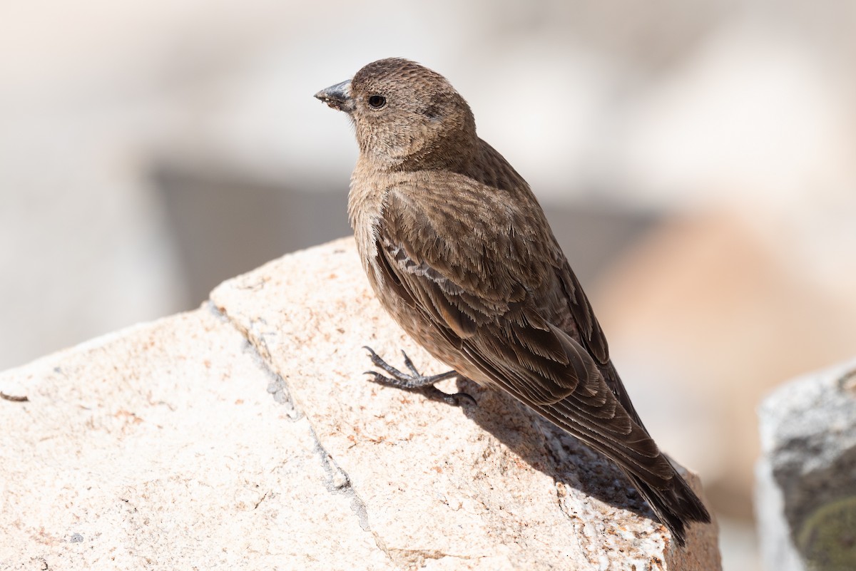 Brown-capped Rosy-Finch - ML620201866