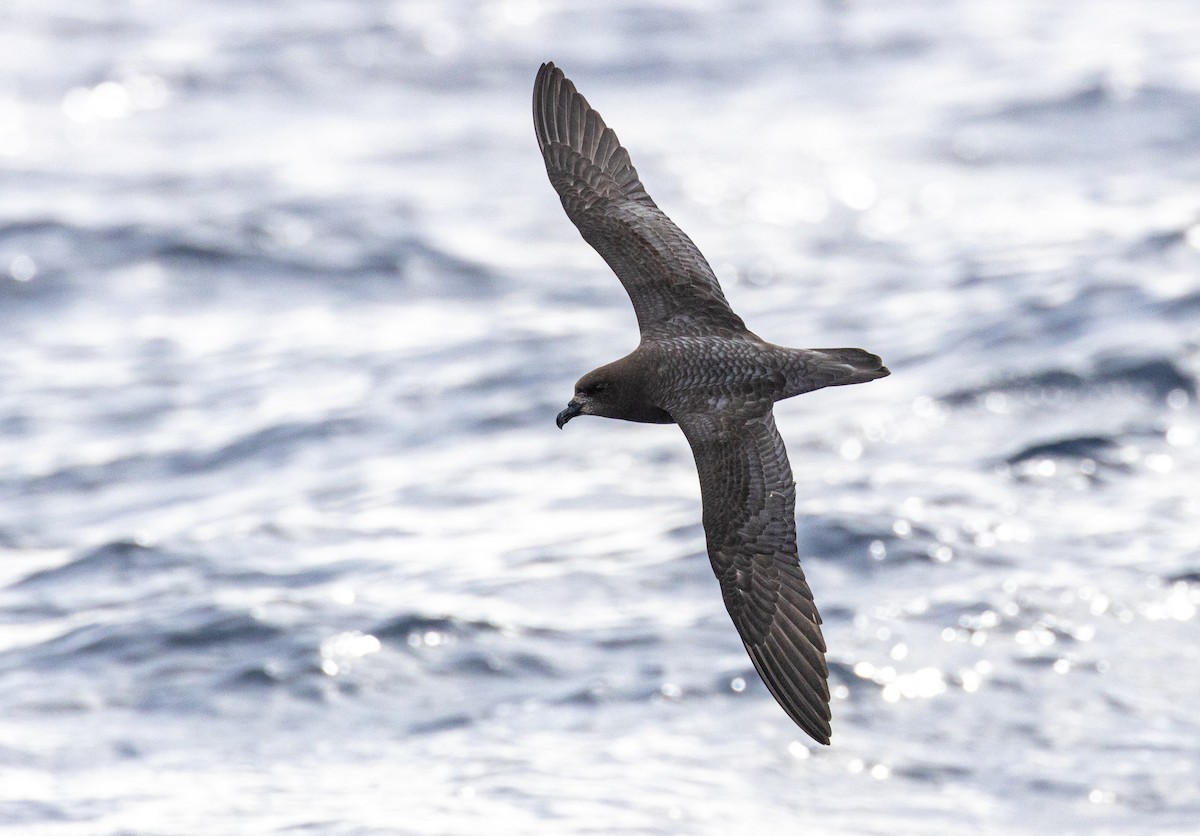 Providence Petrel - ML620201868