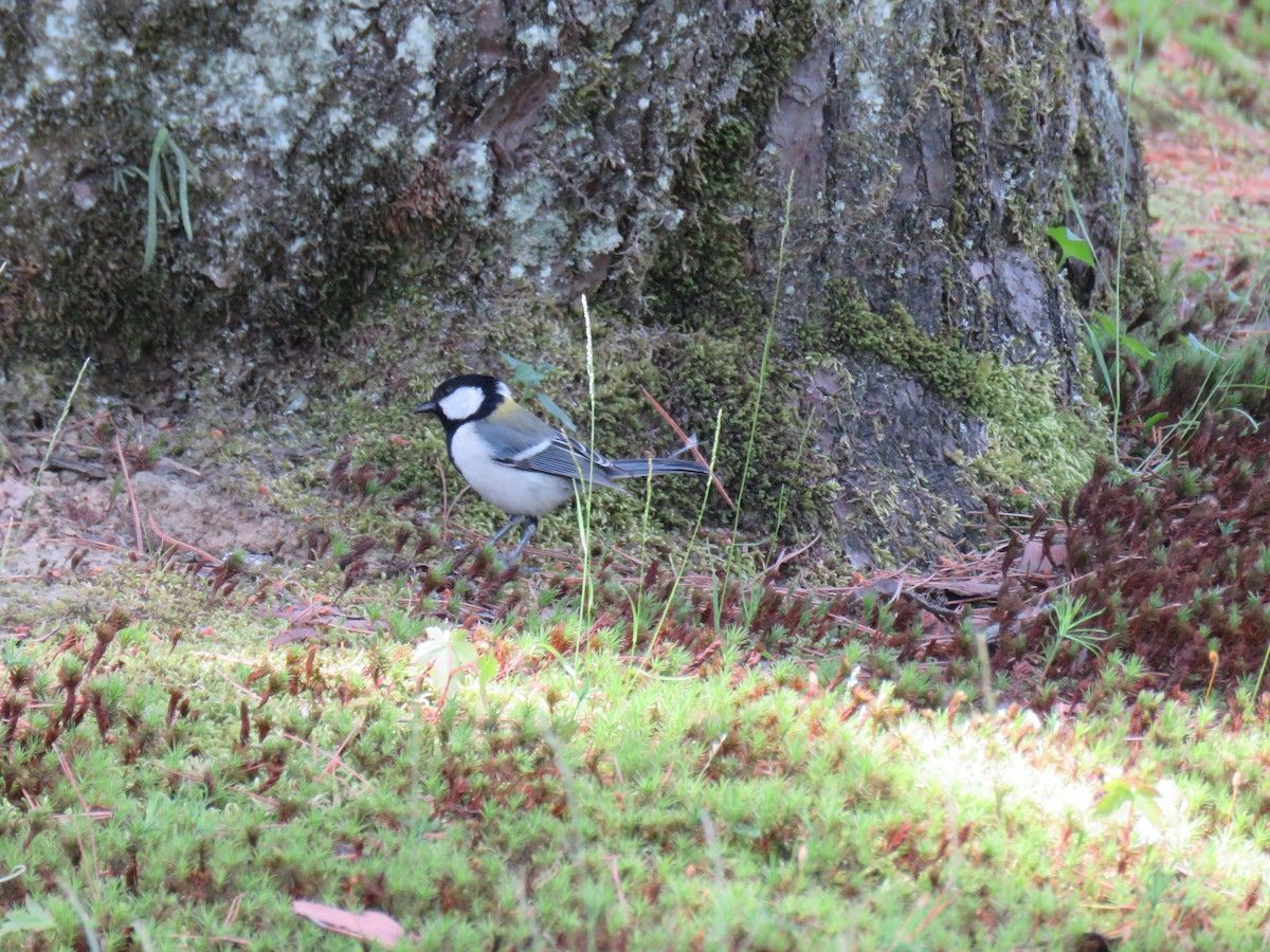 Japanese Tit - ML620201870