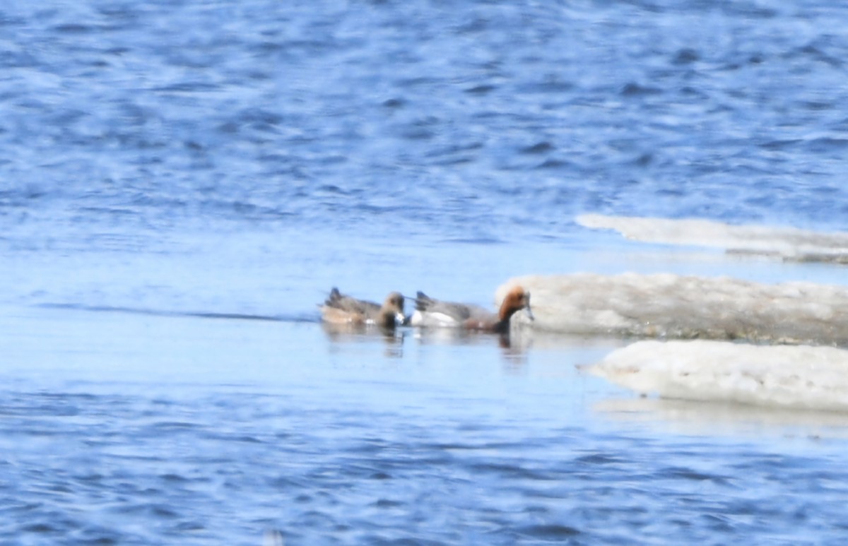 Eurasian Wigeon - ML620201873