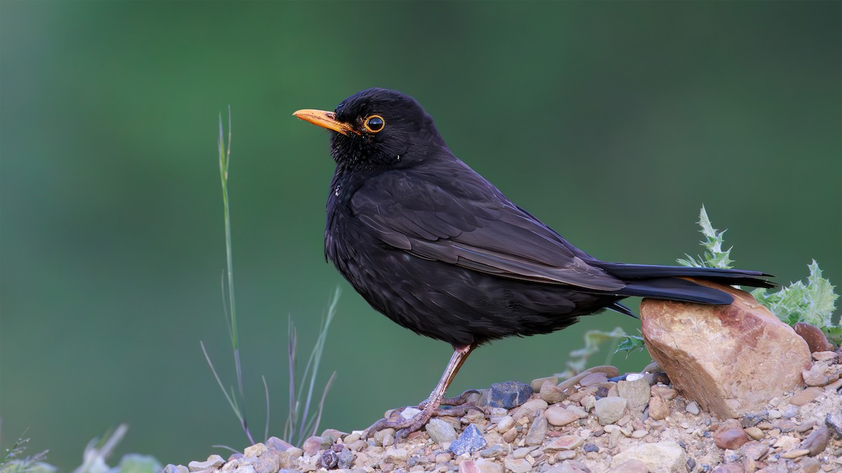 Eurasian Blackbird - SONER SABIRLI