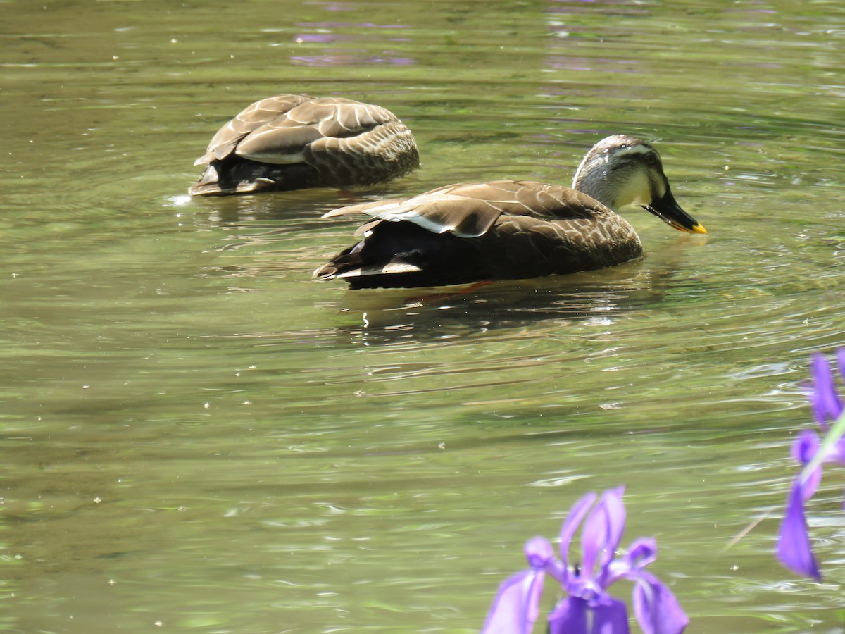 Eastern Spot-billed Duck - Stan Jarzynski