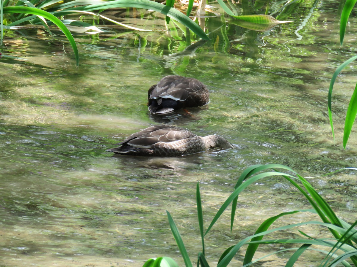 Eastern Spot-billed Duck - ML620201889