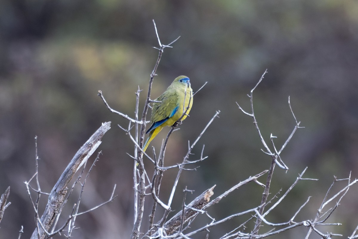 Rock Parrot - ML620201890