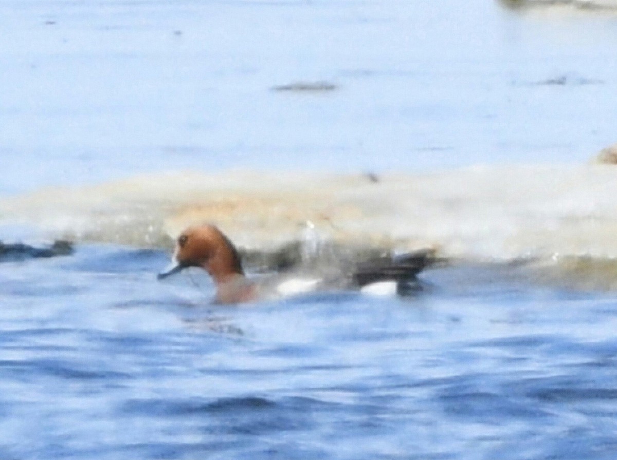 Eurasian Wigeon - ML620201892