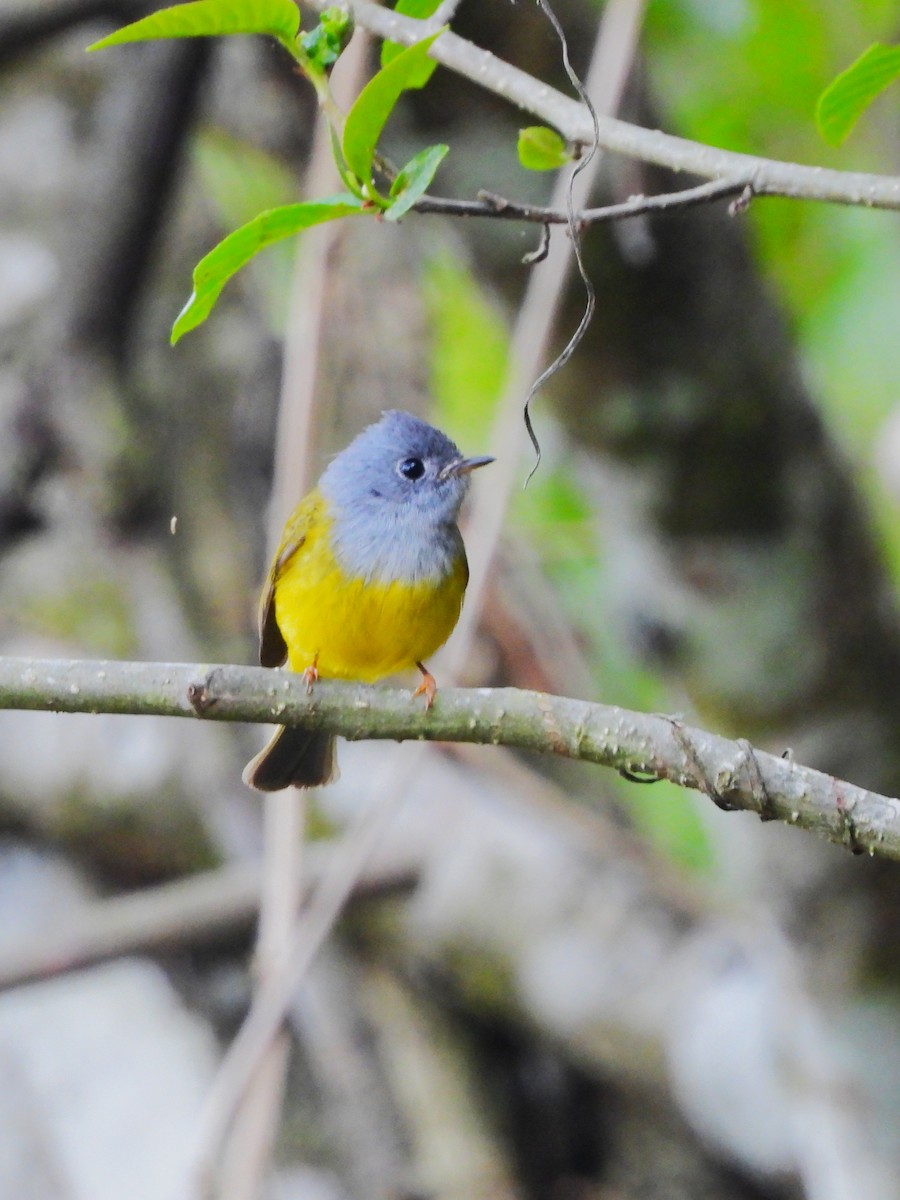 Gray-headed Canary-Flycatcher - ML620201893