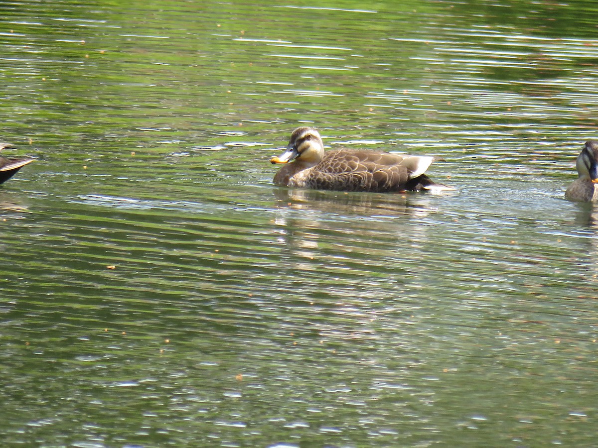 Eastern Spot-billed Duck - ML620201894