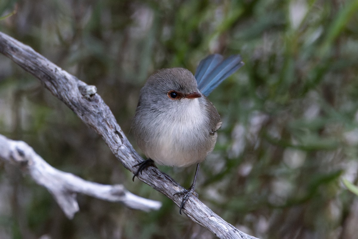 Blue-breasted Fairywren - ML620201899