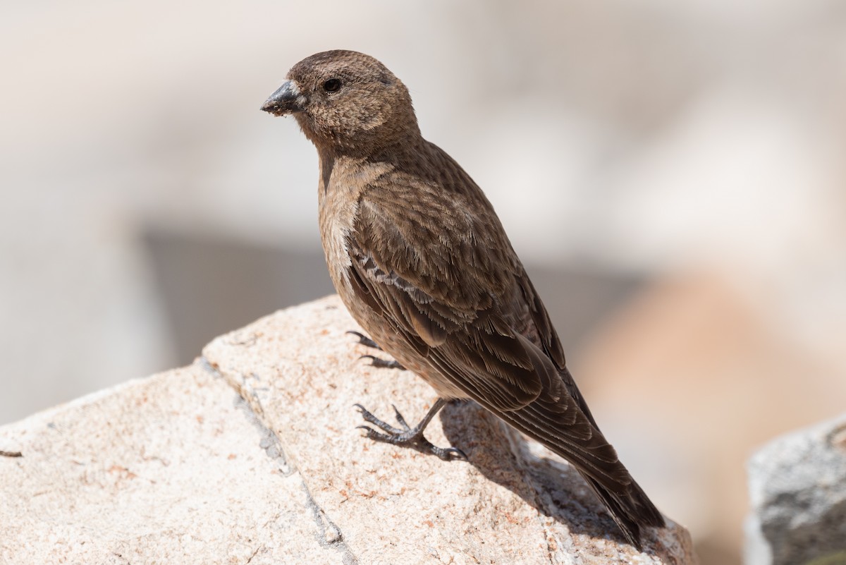 Brown-capped Rosy-Finch - ML620201908