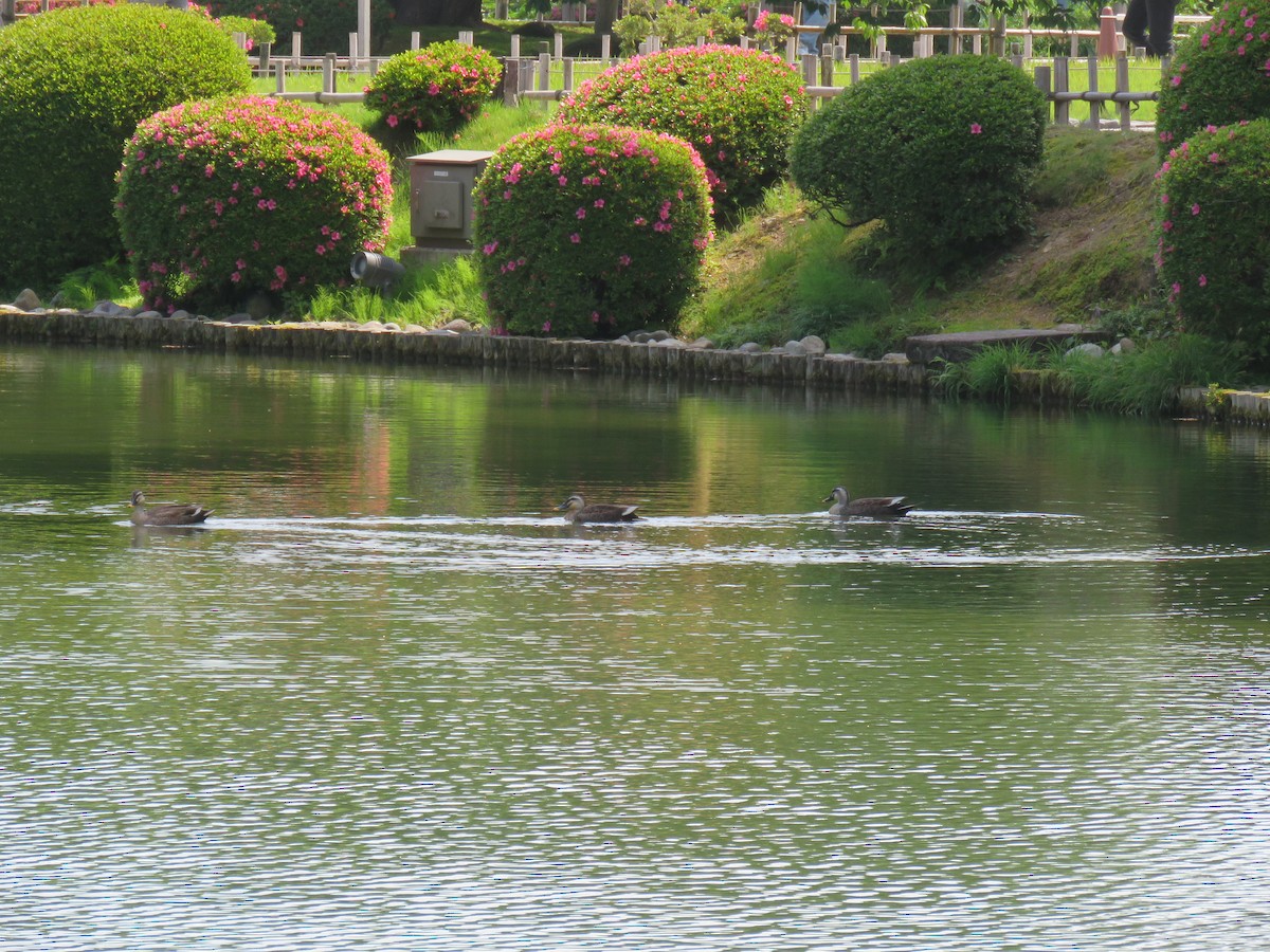 Eastern Spot-billed Duck - ML620201909