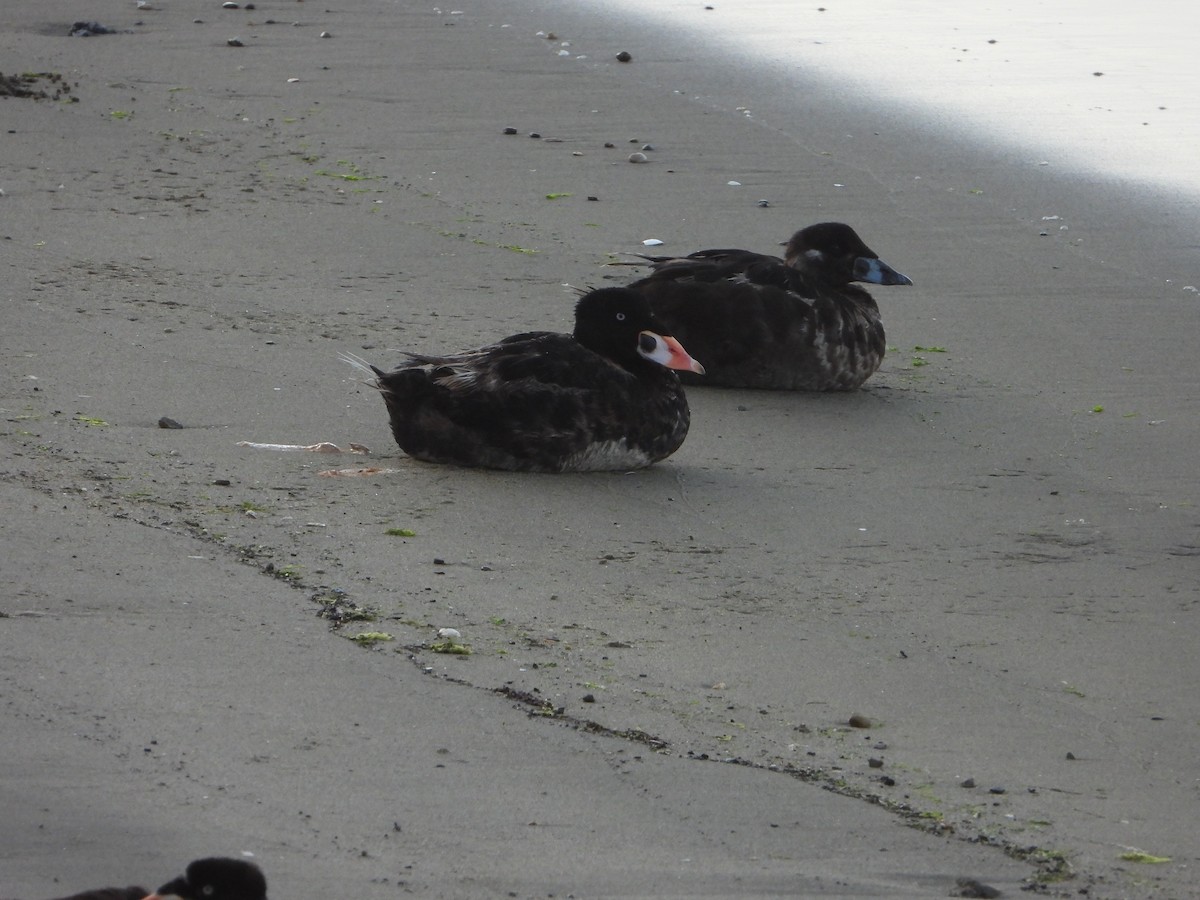 Surf Scoter - ML620201910