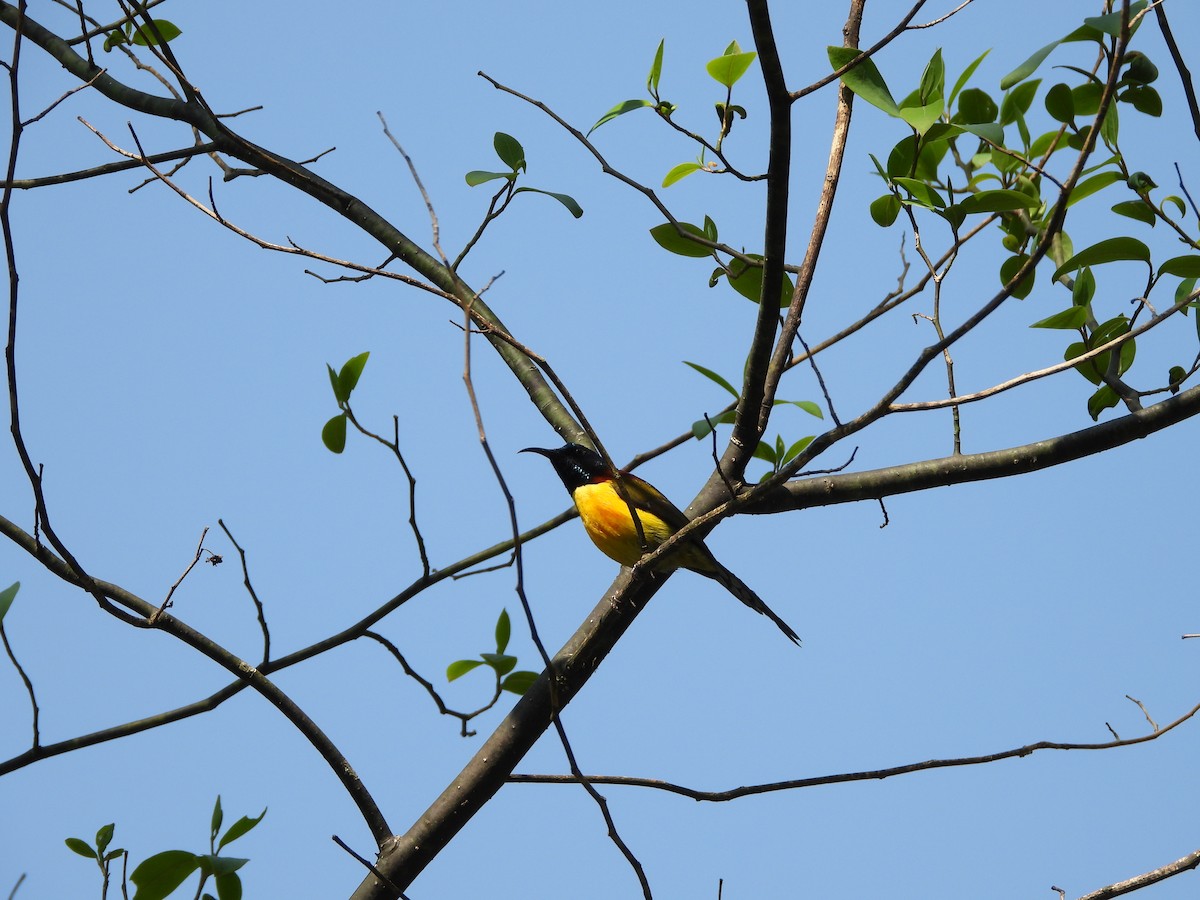 Green-tailed Sunbird - ML620201915