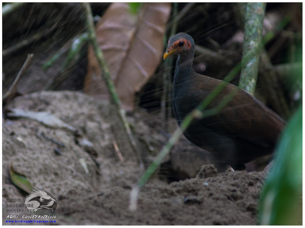 Mégapode des Philippines - ML620201916