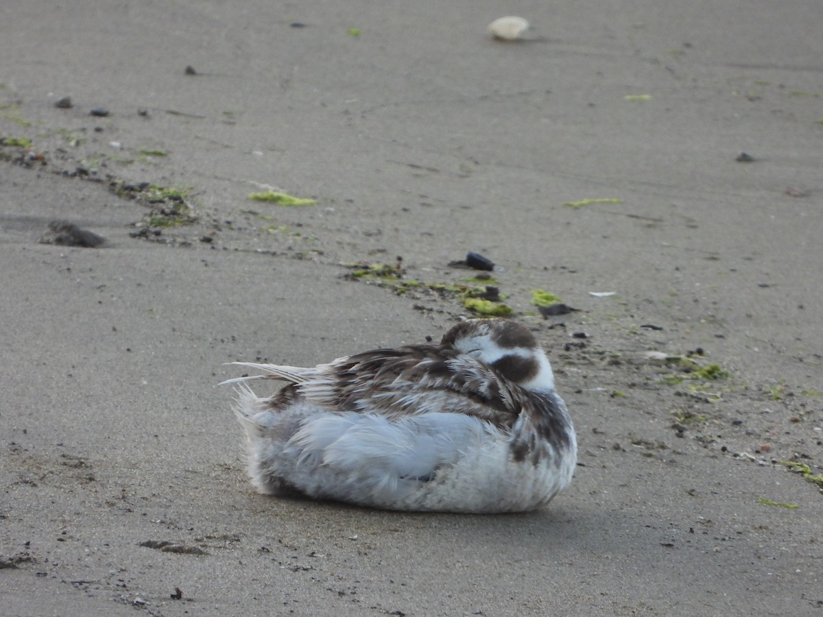 Long-tailed Duck - ML620201917