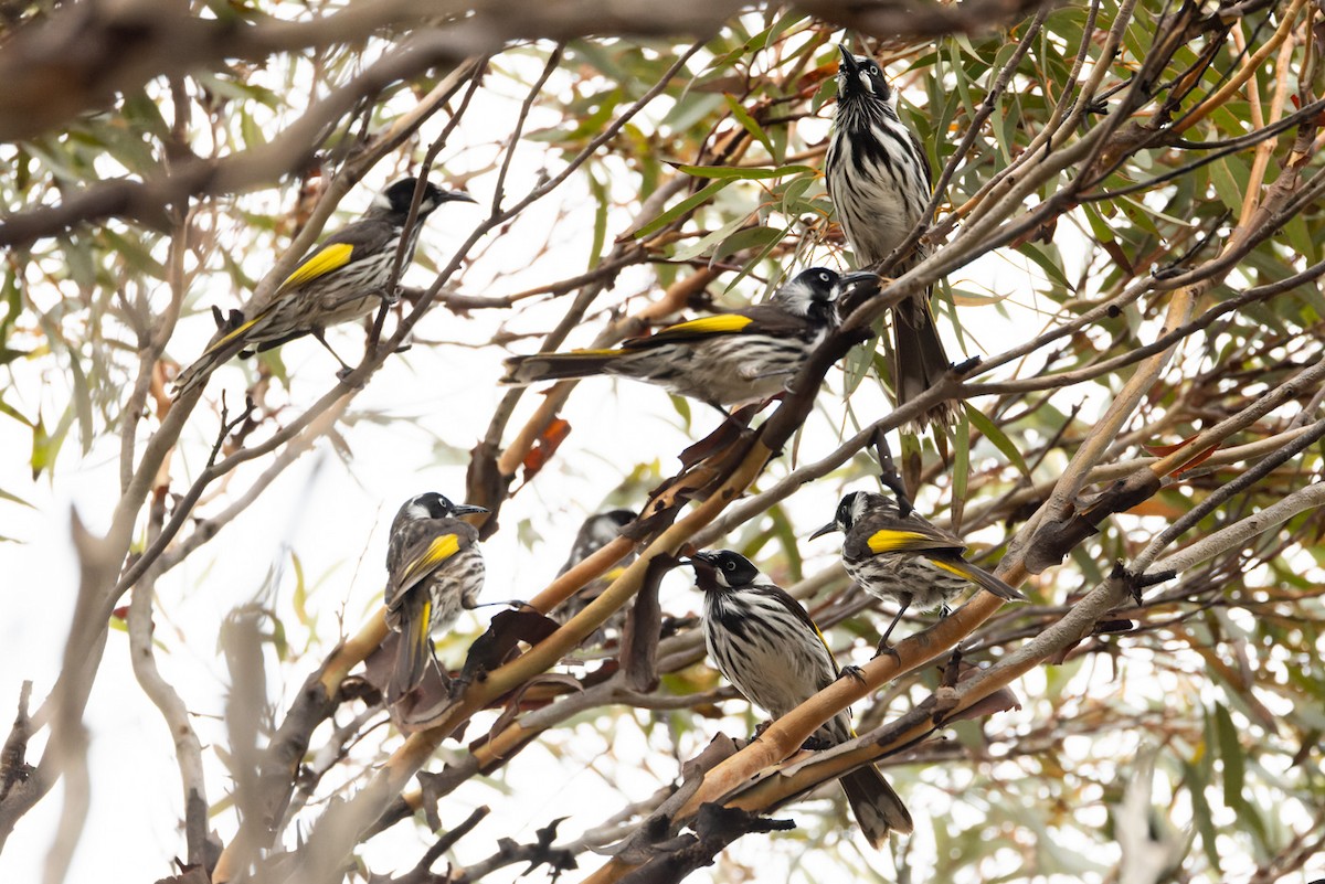 New Holland Honeyeater - ML620201921