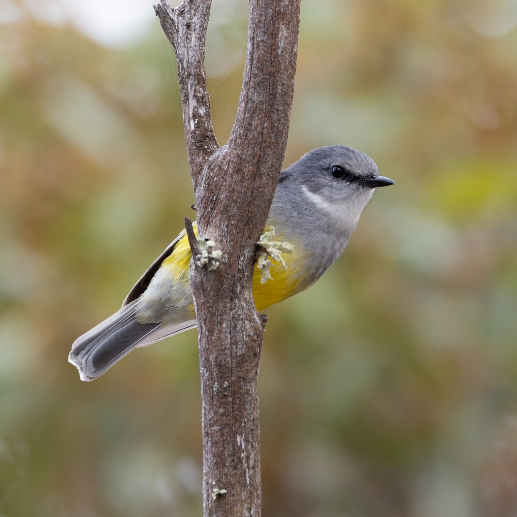 Western Yellow Robin - ML620201930