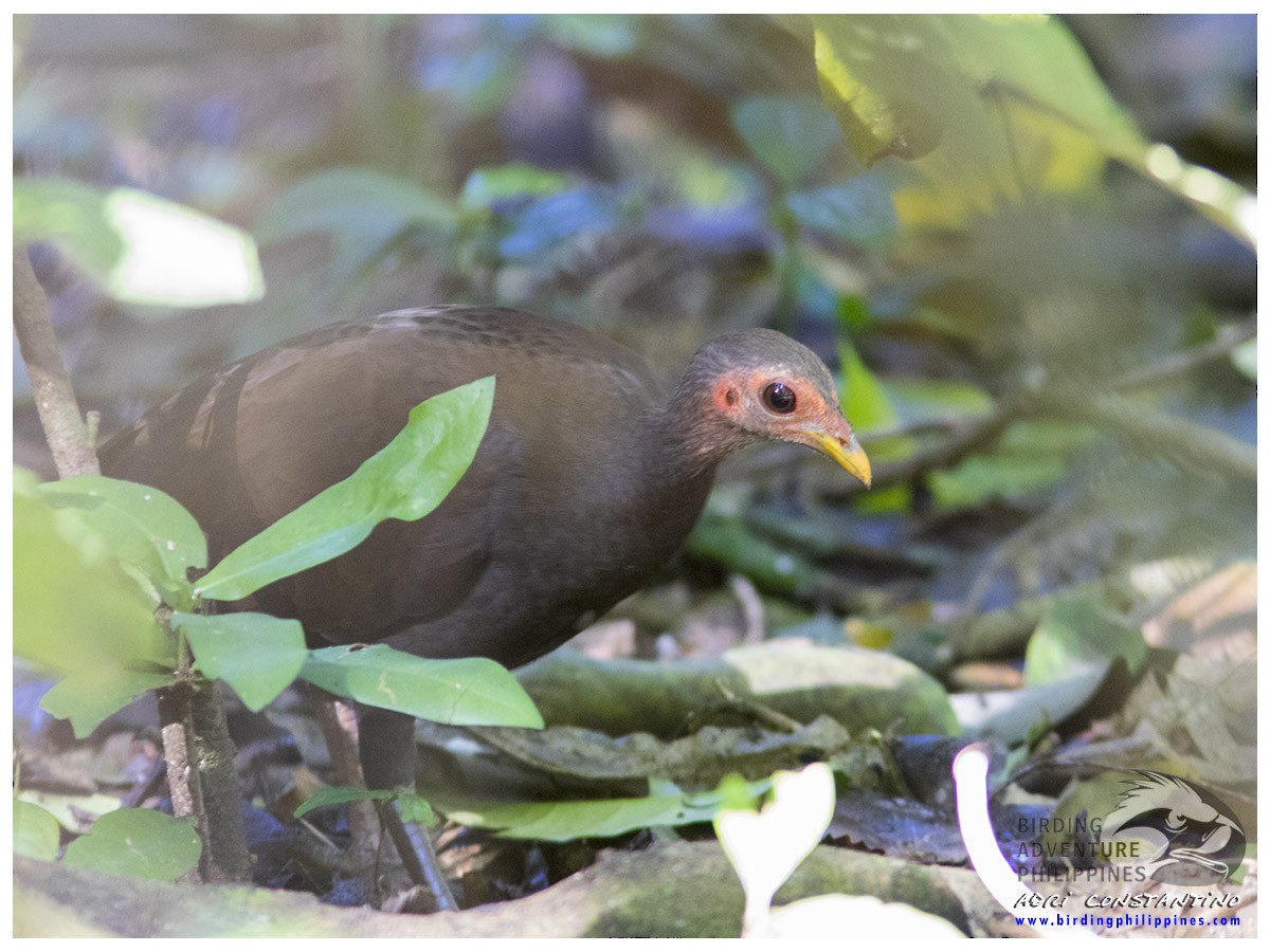 Philippine Megapode - ML620201940