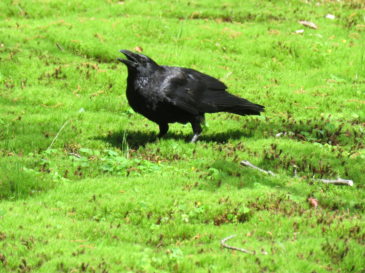 Carrion Crow - ML620201941