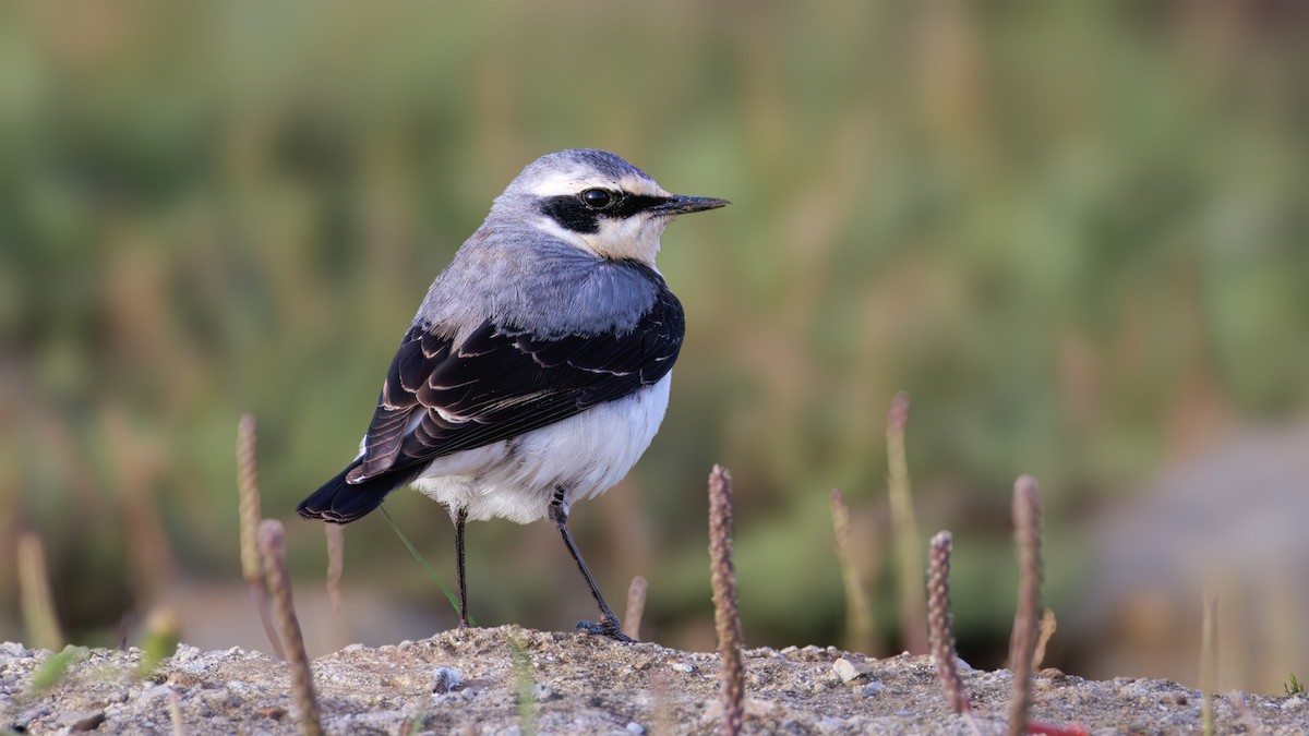 Northern Wheatear - ML620201943