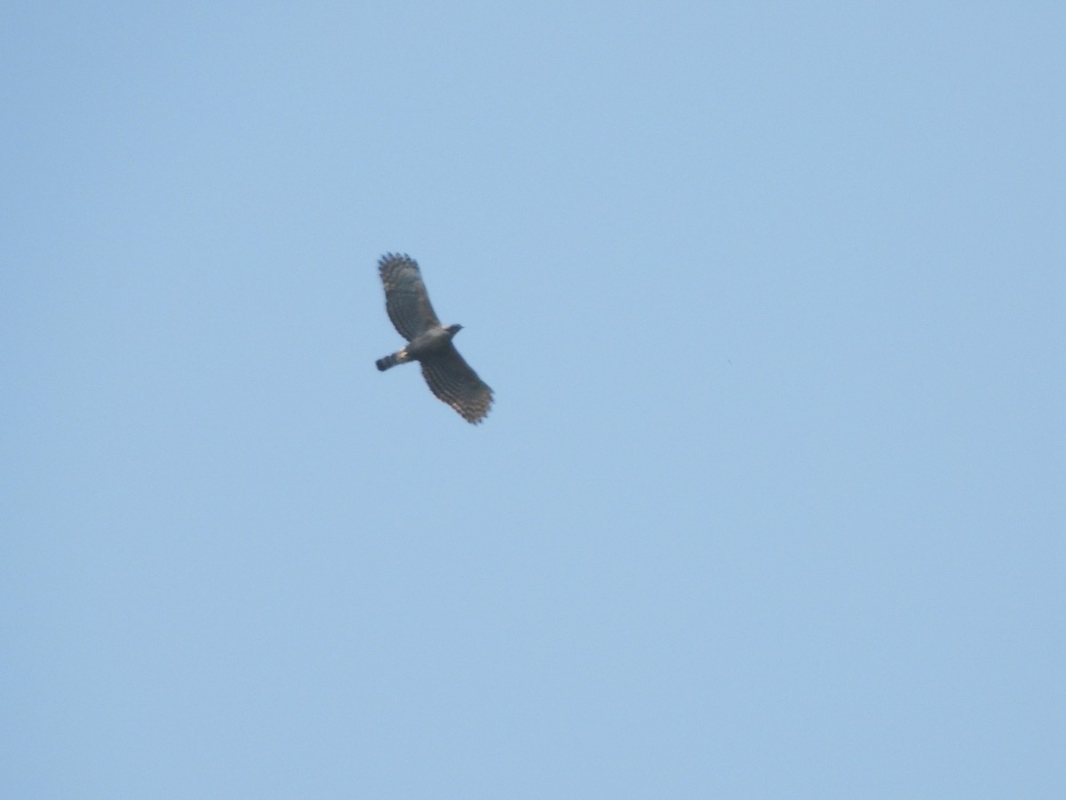 Águila Montañesa - ML620201944