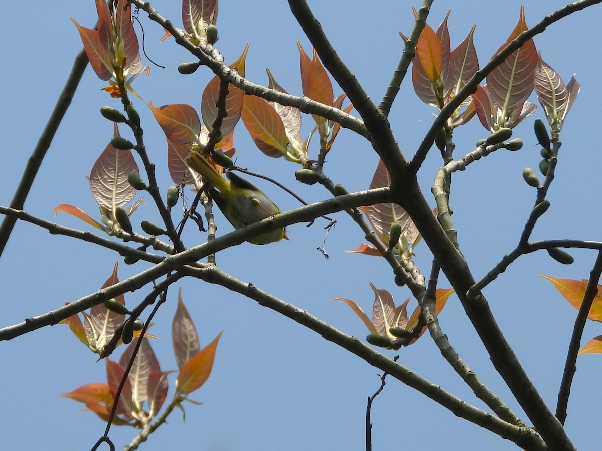 Black-faced Warbler - ML620201950