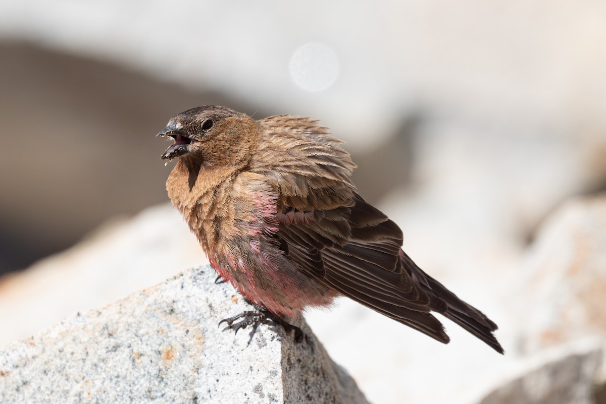 Brown-capped Rosy-Finch - ML620201952