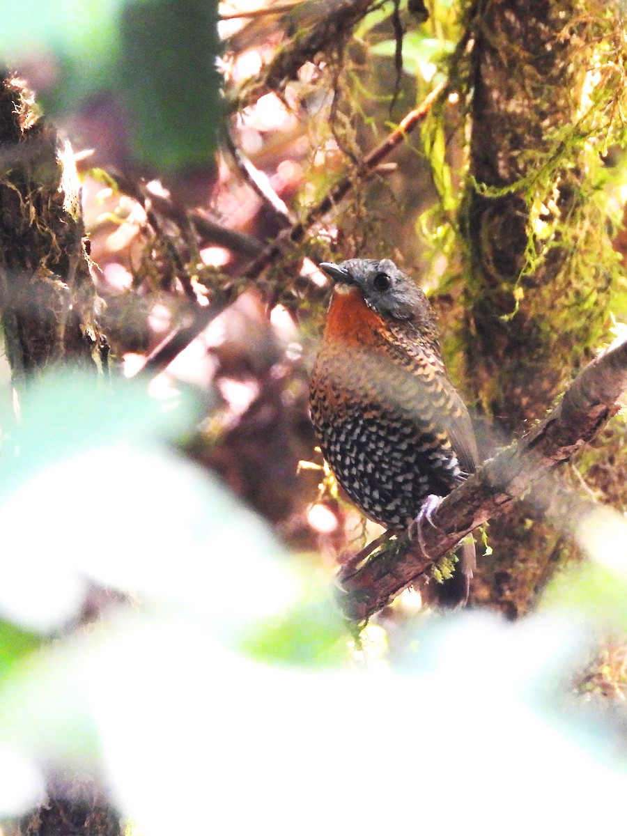 Rufous-throated Wren-Babbler - ML620201953