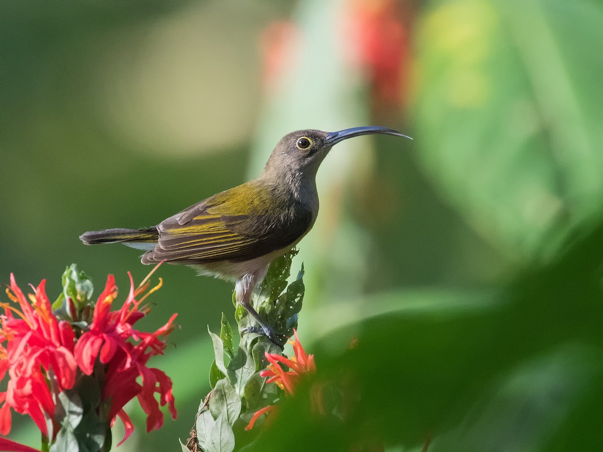 Pale Spiderhunter - ML620201958