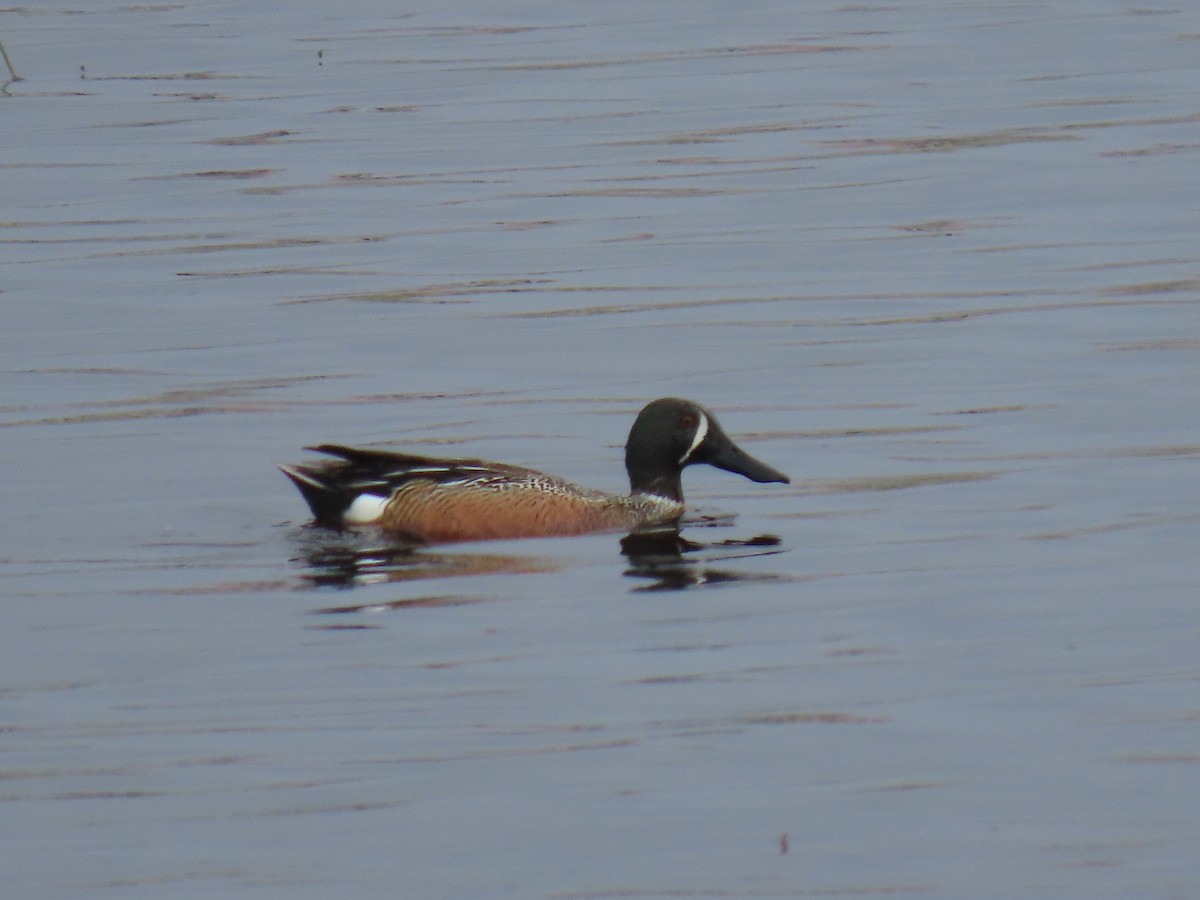 Blue-winged Teal x Northern Shoveler (hybrid) - ML620201959