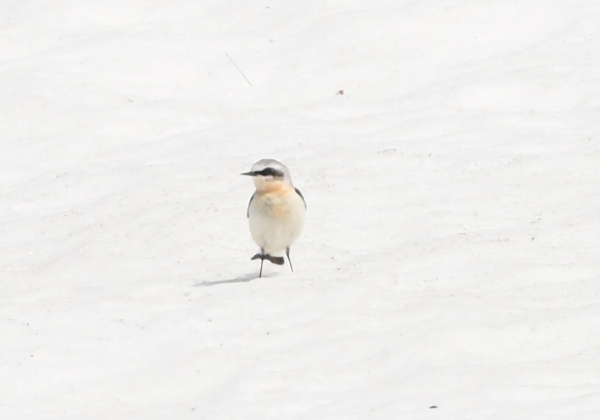 Northern Wheatear - ML620201960