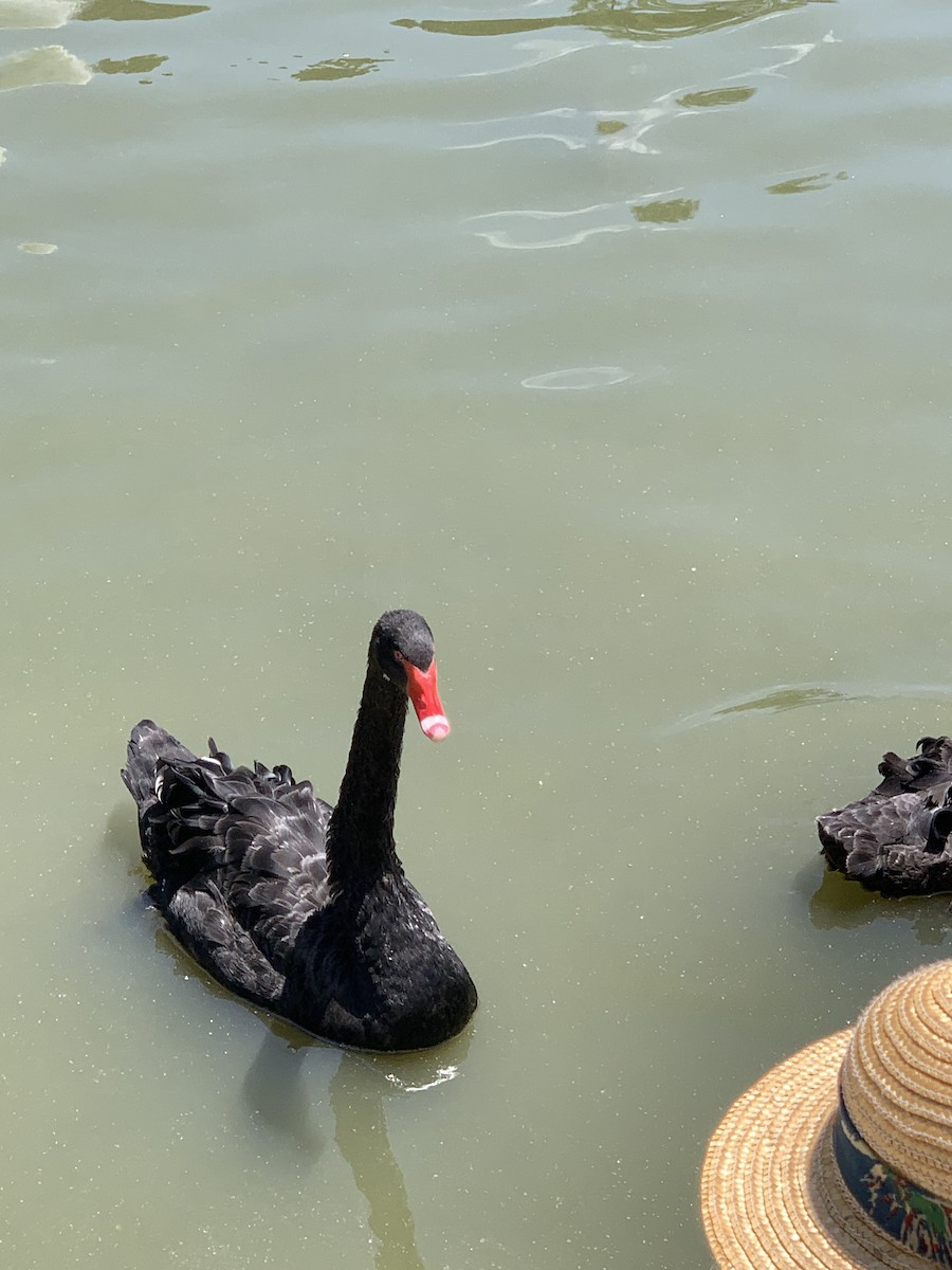 Black Swan - ML620201961