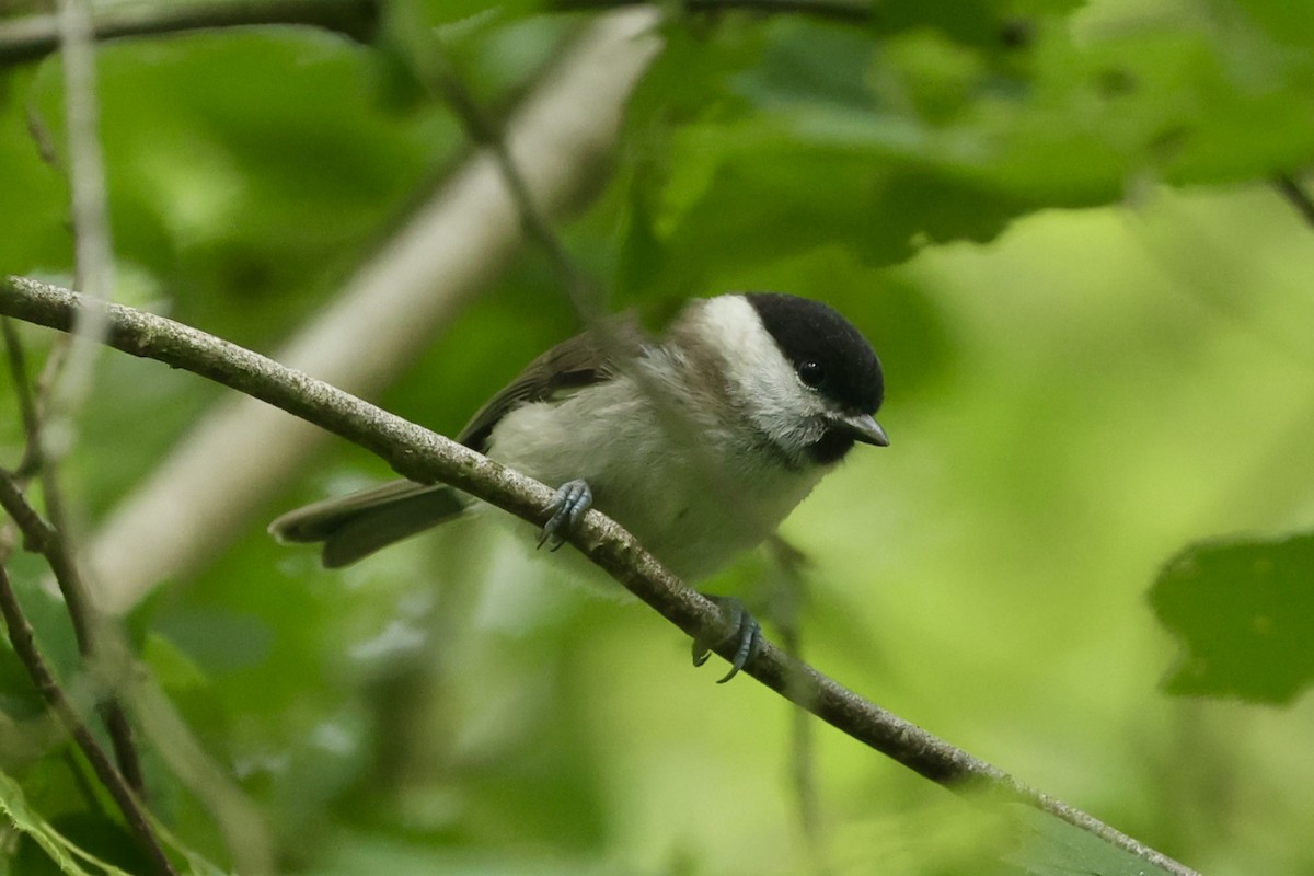 Гаїчка болотяна - ML620201963