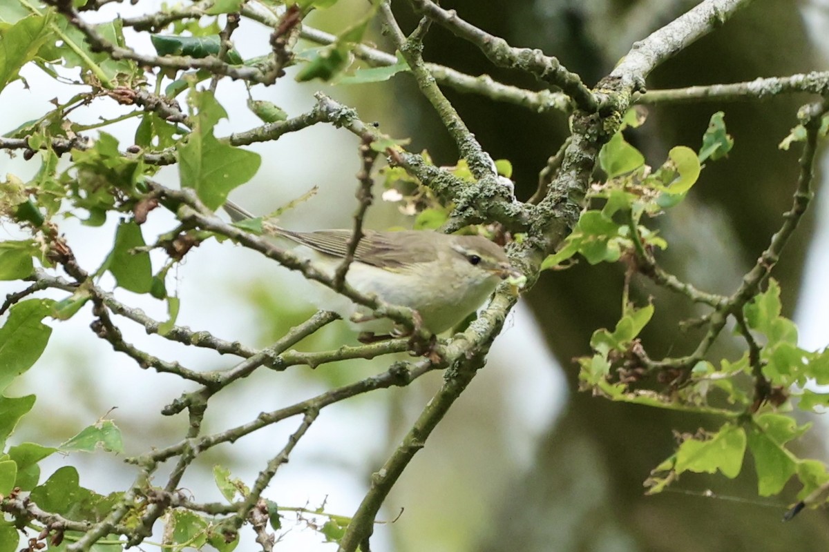Вівчарик весняний - ML620201965