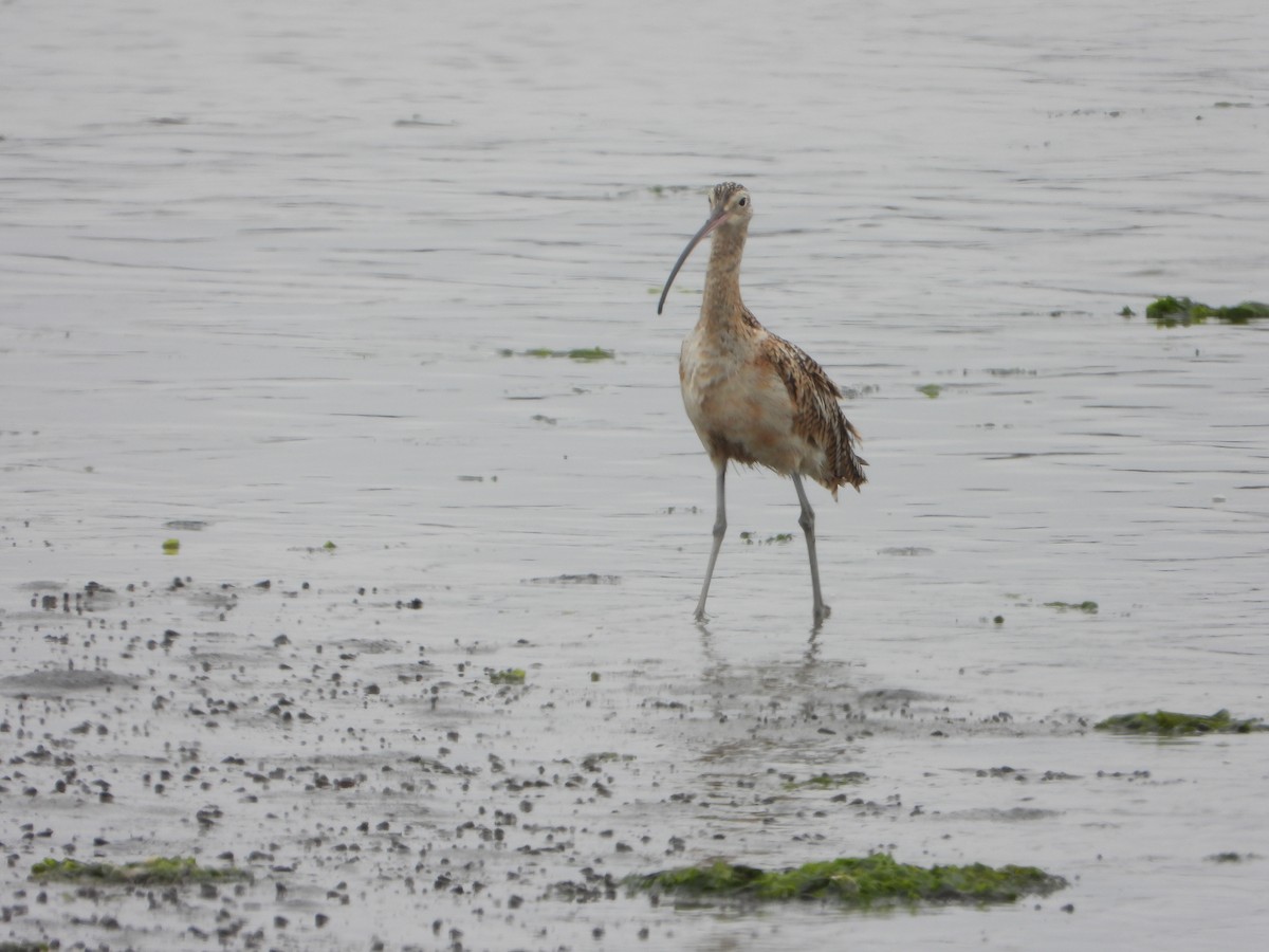 Long-billed Curlew - ML620201967