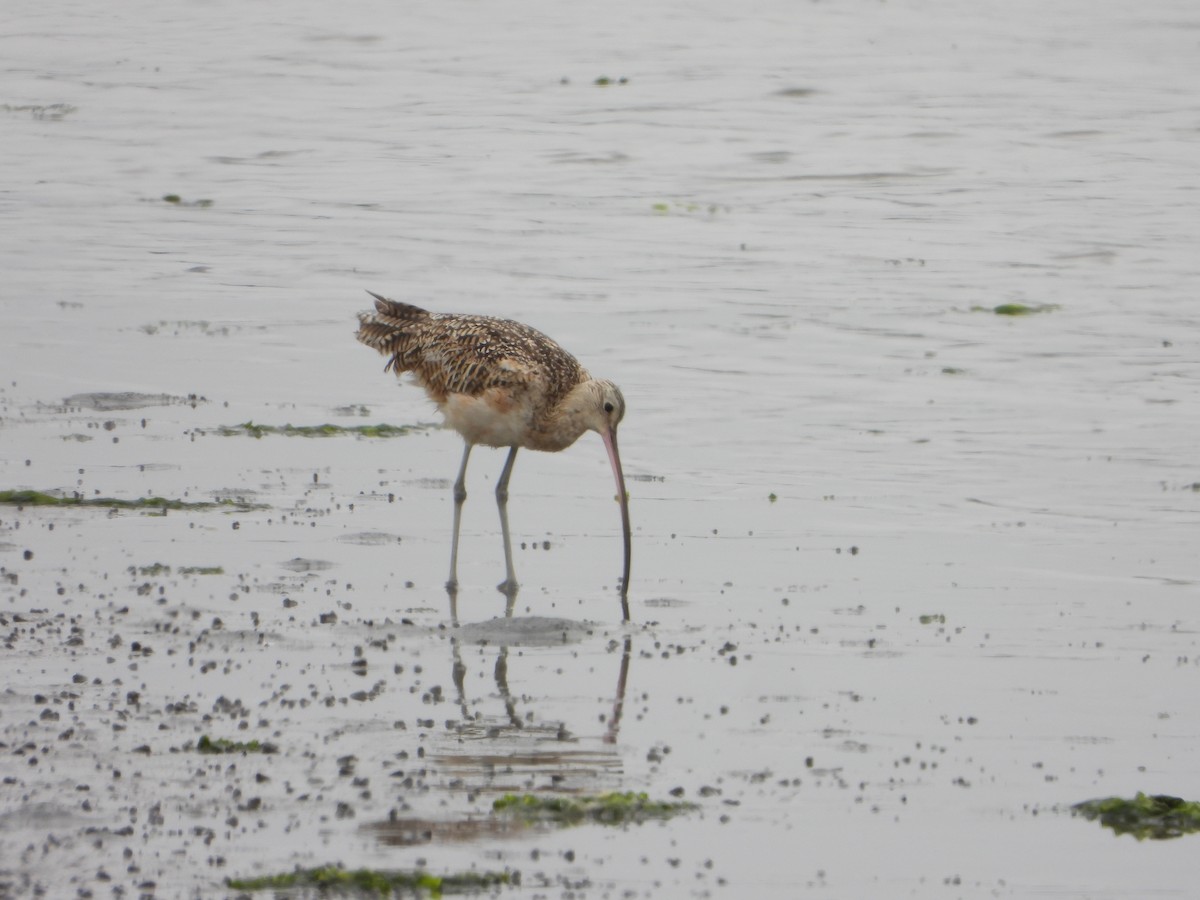 Long-billed Curlew - ML620201968