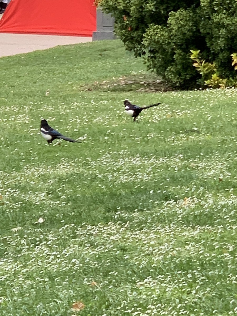 Eurasian Magpie - ML620201974