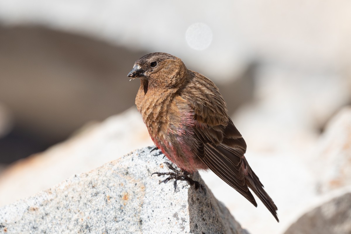 Brown-capped Rosy-Finch - ML620201976