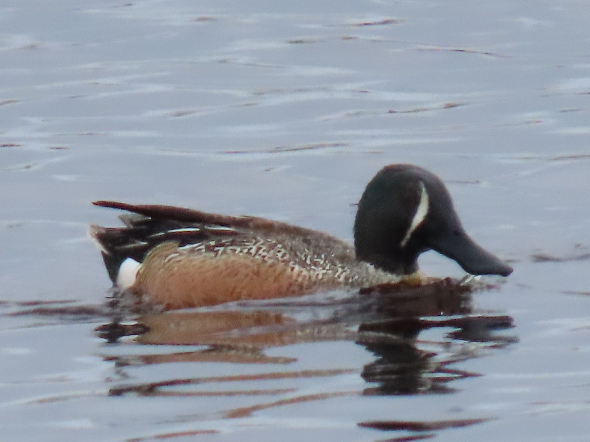 Blue-winged Teal x Northern Shoveler (hybrid) - Laura Burke